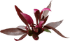 Stoffels Alternanthera reineckii 'Rosa'