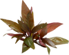 Stoffels Alternanthera reineckii 'Lila'