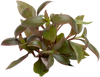 Stoffels Alternanthera reineckii (Cardinalis)