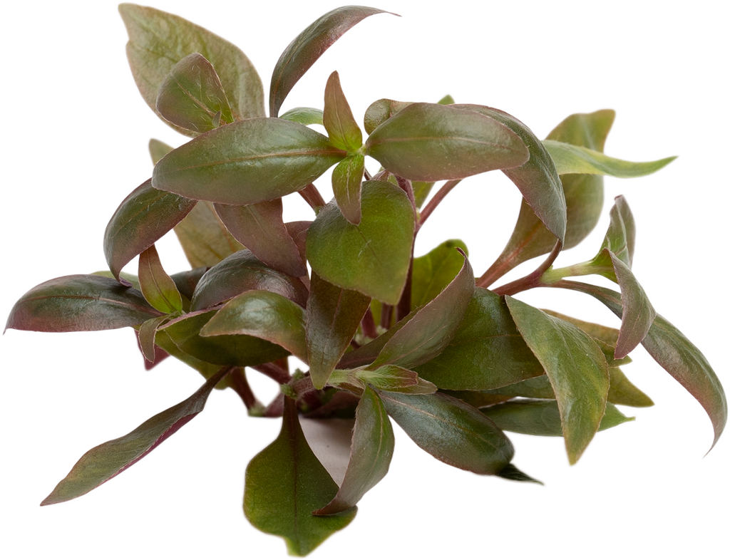 Stoffels Alternanthera reineckii (Cardinalis)