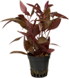 Stoffels Alternanthera reineckii 'Rot' (Sessilis)