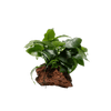 Stoffels Anubias barteri var. nana auf Lavastein