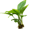 Stoffels Anubias heterophylla