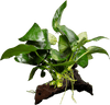 Stoffels Anubias barteri var. nana auf Holz, midi