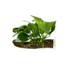 Stoffels Anubias barteri var. nana auf Wurzel mit Saugnapf