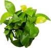 Stoffels Anubias barteri var. nana 'Golden'  (Yellow Heart)