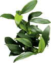 Stoffels Anubias barteri var nana 'Pangolino'
