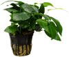 Stoffels Anubias barteri var. nana