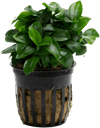 Stoffels Anubias barteri var. nana 'Bonsai' (Mini)