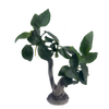 Stoffels Anubias barteri var. nana auf Holz, Large