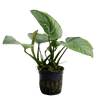 Stoffels Anubias barteri var. barteri