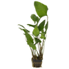 Stoffels Anubias hastifolia XL
