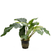 Stoffels Anubias barteri var. coffeifolia