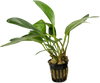 Stoffels Anubias heterophylla 'Congensis'