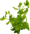 Stoffels Bacopa caroliniana (Amplexicaulis)