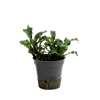 Stoffels Bucephalandra sp. 'Green Velvet'