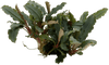 Stoffels Bucephalandra sp. 'Mini Red'