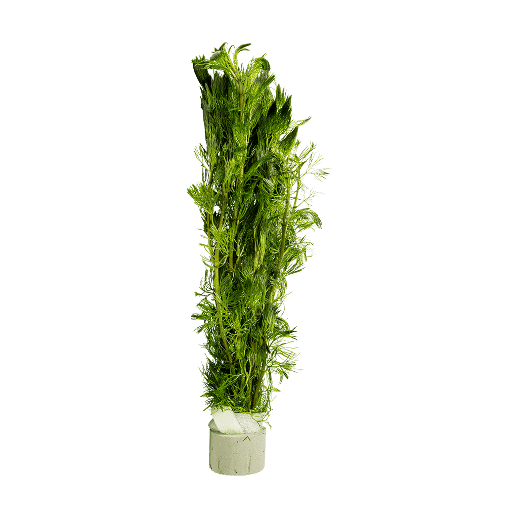 Stoffels Cabomba aquatica