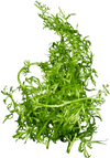 Stoffels Ceratopteris thalictroides