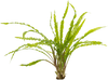 Stoffels Cryptocoryne crispatula var. balansae
