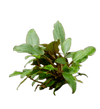 Stoffels Cryptocoryne beckettii