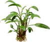 Stoffels Cryptocoryne x willisii 'Lucens'
