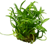 Stoffels Cryptocoryne parva