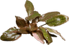 Stoffels Cryptocoryne wendtii ‘Fancy Pink’