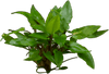Stoffels Cryptocoryne wendtii 'Grün'