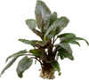 Stoffels Cryptocoryne wendtii 'Mi Oya'