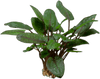 Stoffels Cryptocoryne wendtii 'Tropica'