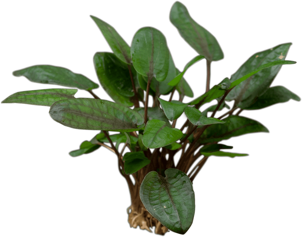 Stoffels Cryptocoryne wendtii 'Tropica'