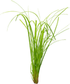 Stoffels Cyperus helferi