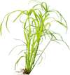 Stoffels Cyperus alternifolius