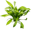 Stoffels Helanthium bolivianum 'Quadricostatus'