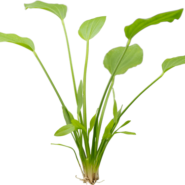 Stoffels Echinodorus argentinensis