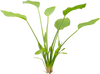 Stoffels Echinodorus argentinensis