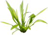 Stoffels Helanthium bolivianum  ( Latifolius / Xingu )
