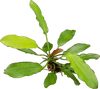 Stoffels Echinodorus 'Red Diamond'