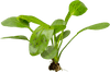 Stoffels Echinodorus 'Ozelot Green'