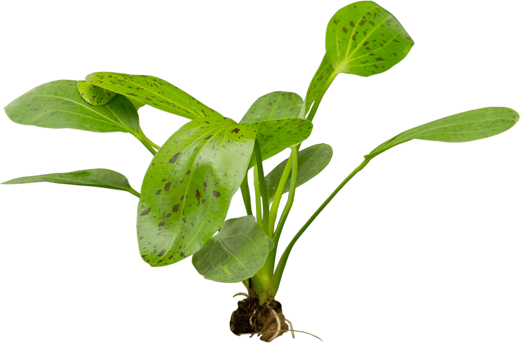 Stoffels Echinodorus 'Ozelot Green'