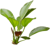 Stoffels Echinodorus 'Osiris' (Rubra)