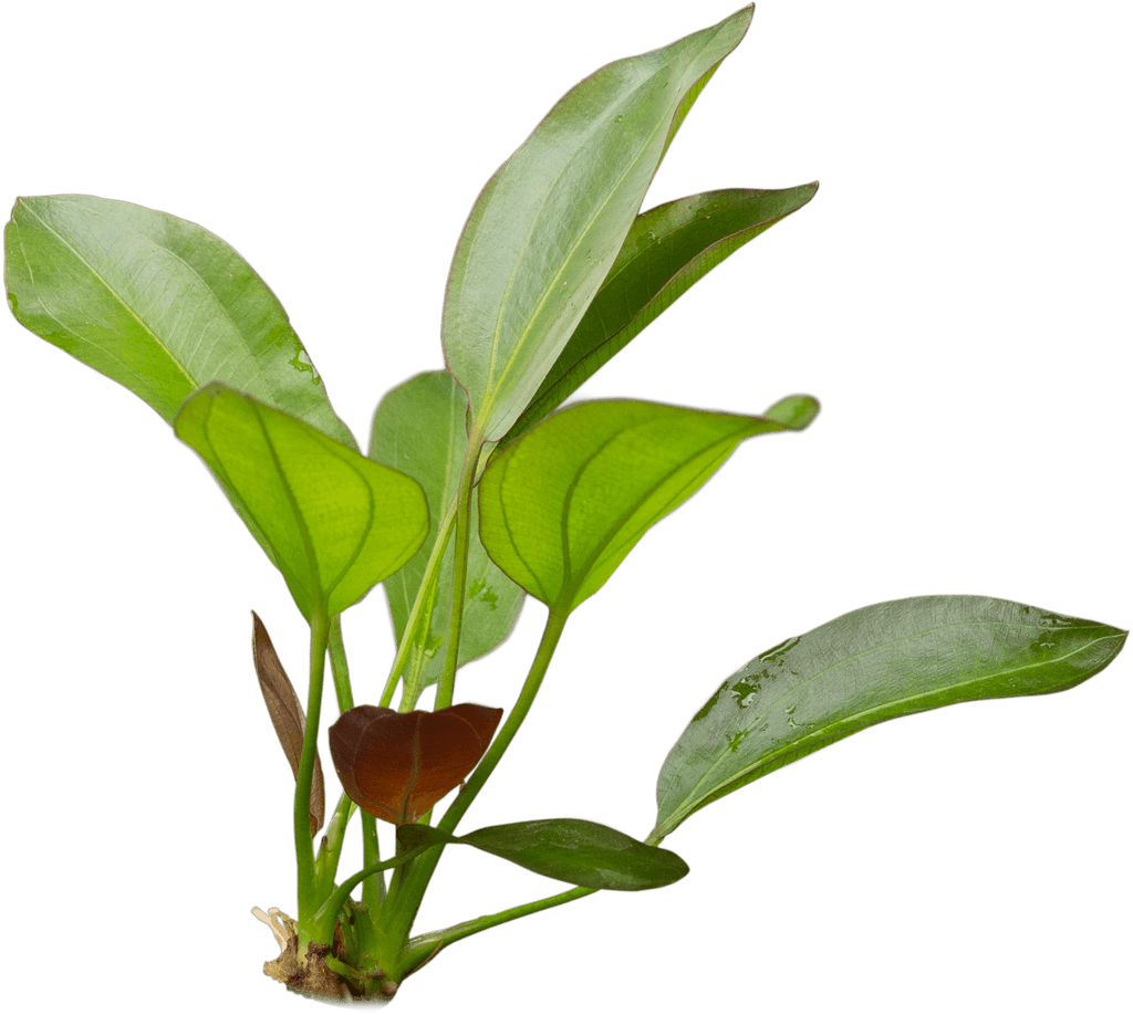 Stoffels Echinodorus 'Osiris' (Rubra)