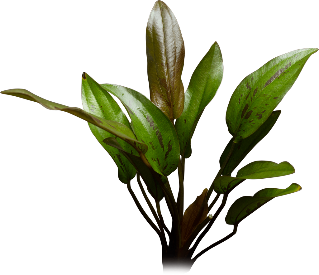 Stoffels Echinodorus 'Indian Red'