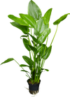Stoffels Echinodorus cordifolius