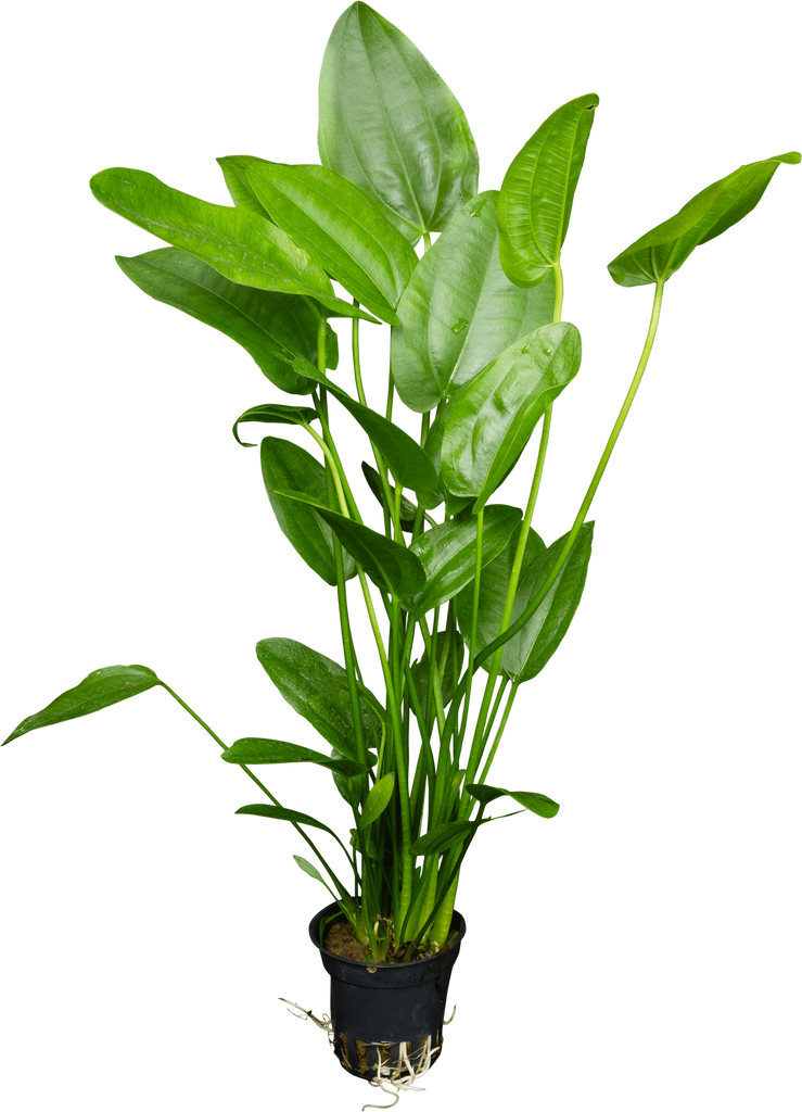 Stoffels Echinodorus cordifolius