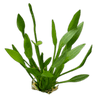 Stoffels Helanthium tenellum
