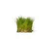 Stoffels Eleocharis acicularis auf Matte (10x15)