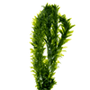 Stoffels Egeria densa
