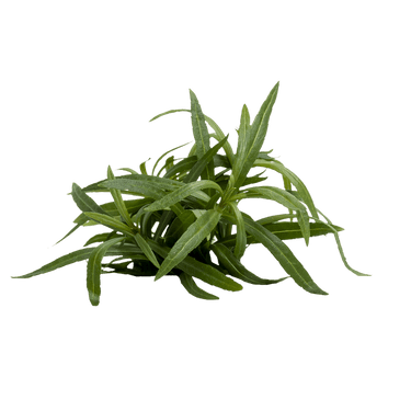 Stoffels Pogostemon stellatus  ( Eustralis )